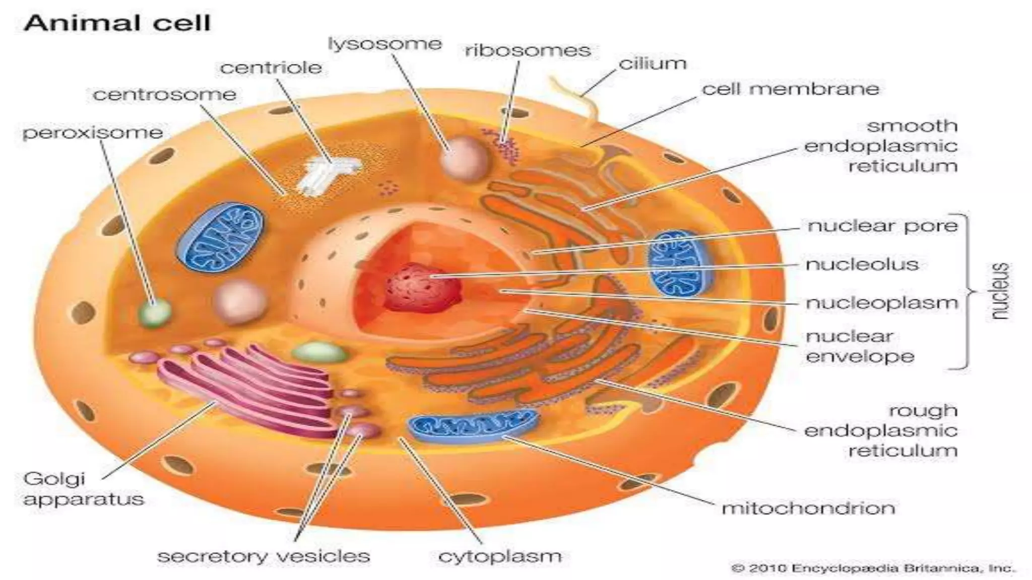 Cell function and part ppt