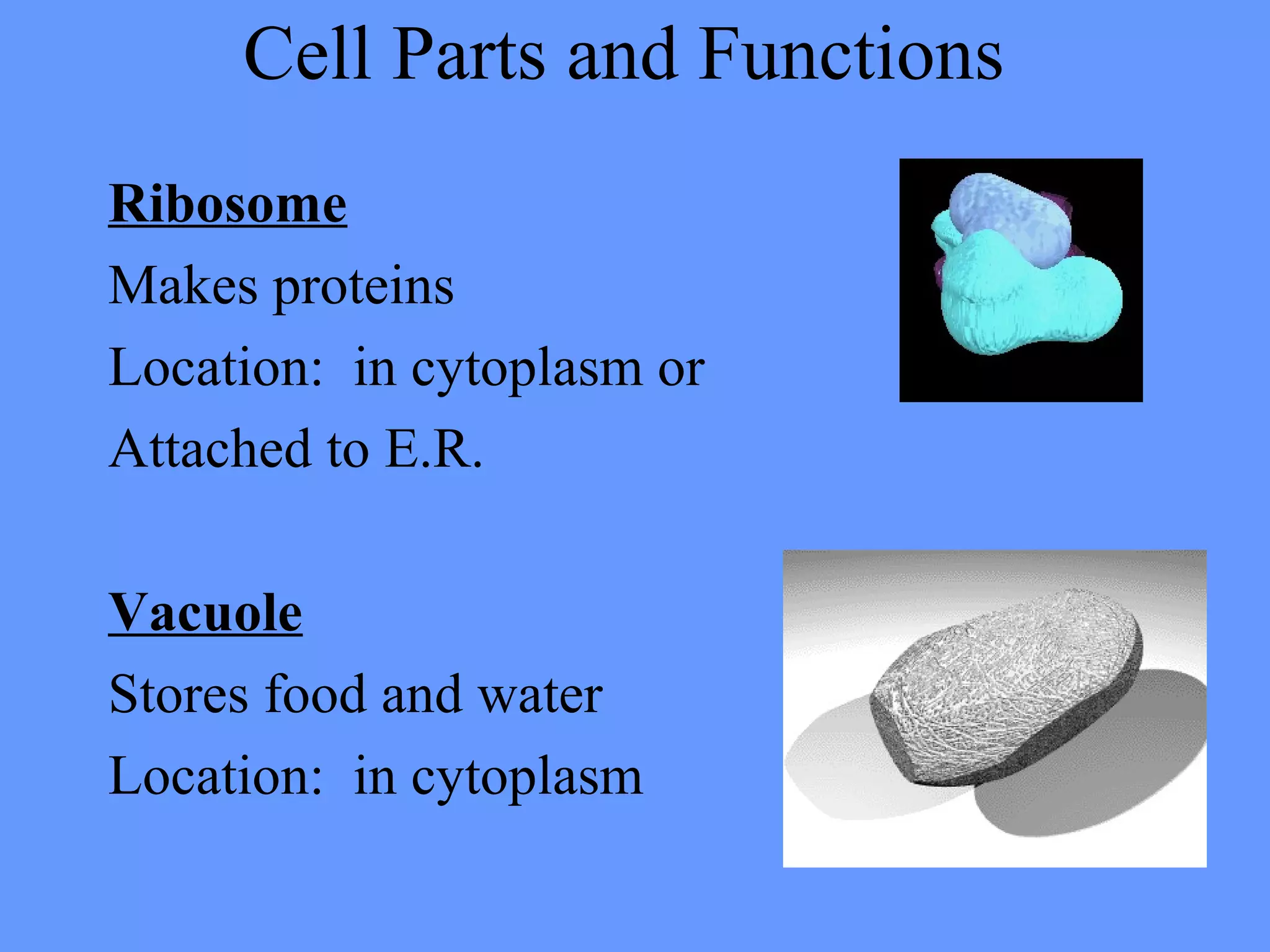 Cell Parts and Functions
Ribosome
Makes proteins
Location: in cytoplasm or
Attached to E.R.
Vacuole
Stores food and water
Location: in cytoplasm
 