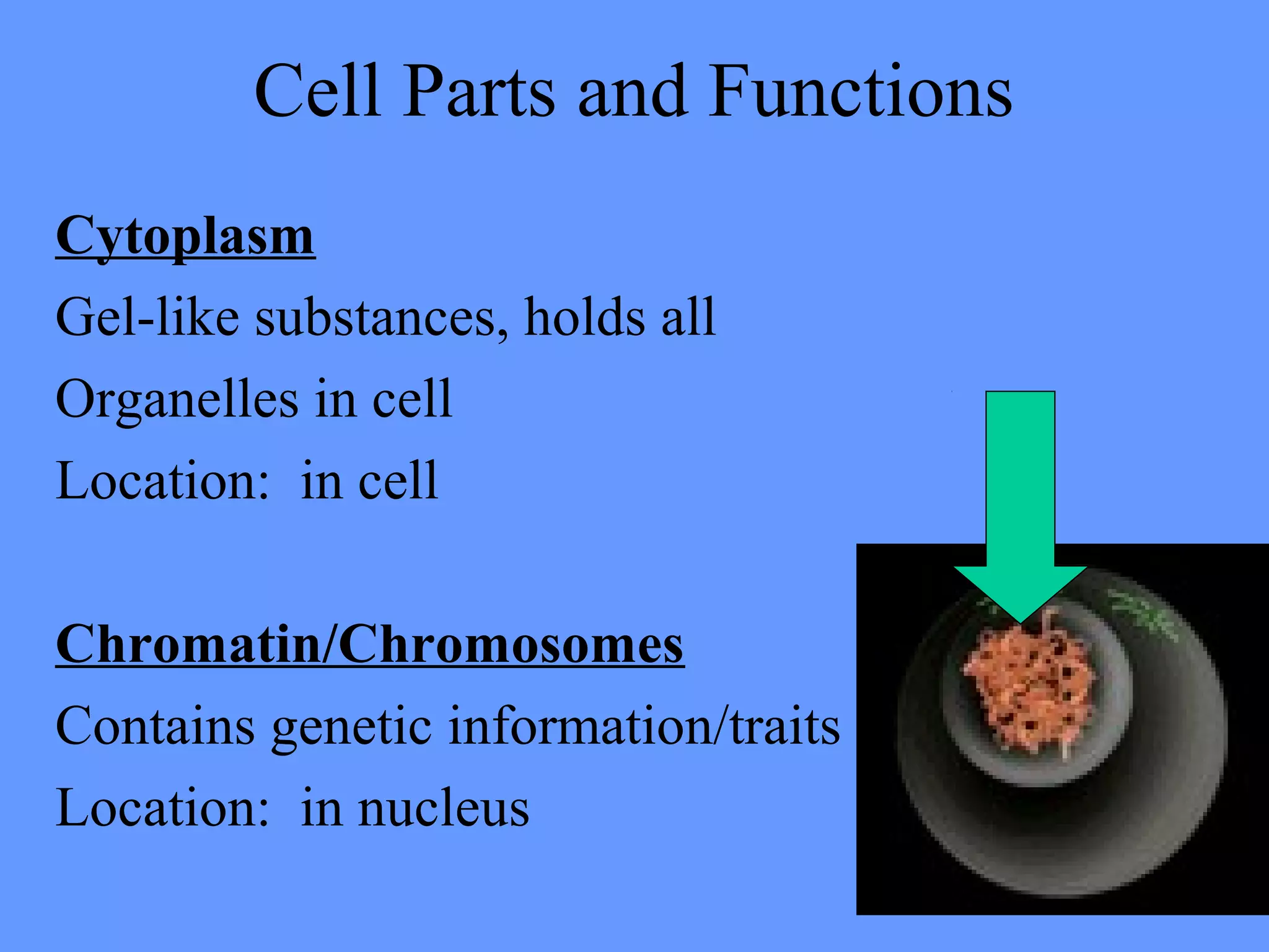 Cell Parts and Functions
Cytoplasm
Gel-like substances, holds all
Organelles in cell
Location: in cell
Chromatin/Chromosomes
Contains genetic information/traits
Location: in nucleus
 