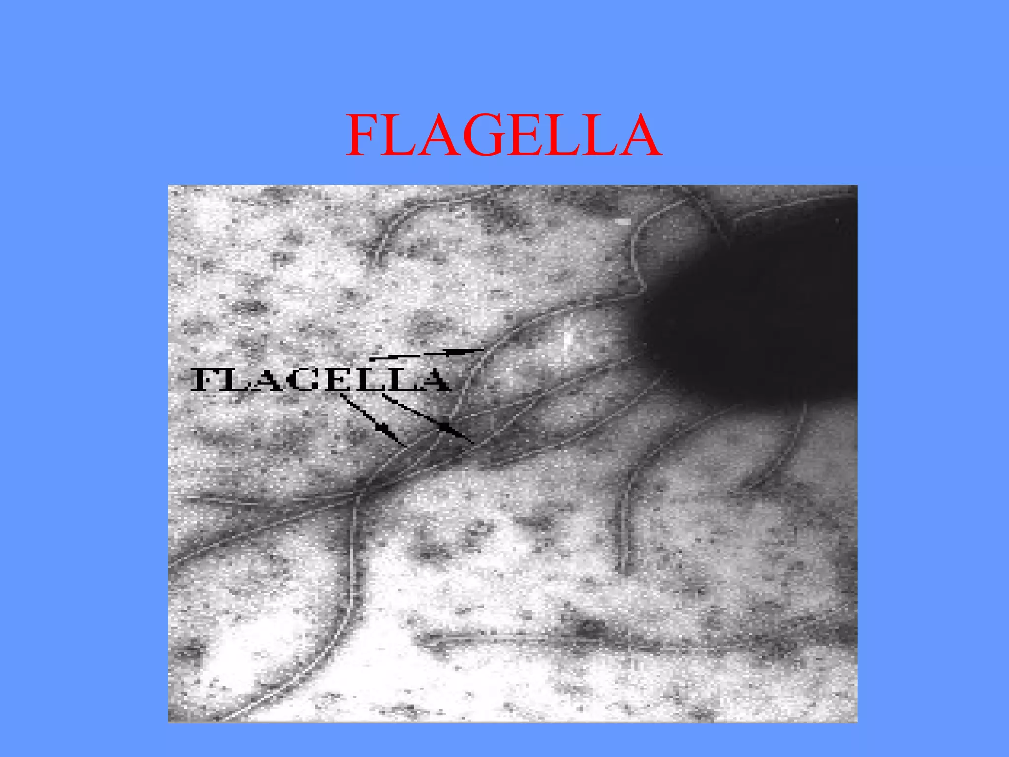 FLAGELLA
 