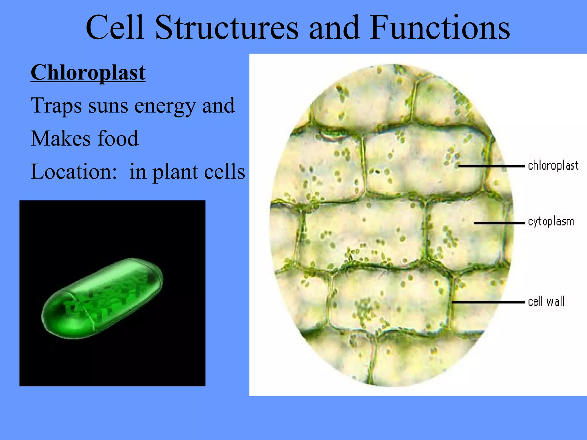 Cell Structures and Functions
Chloroplast
Traps suns energy and
Makes food
Location: in plant cells
 