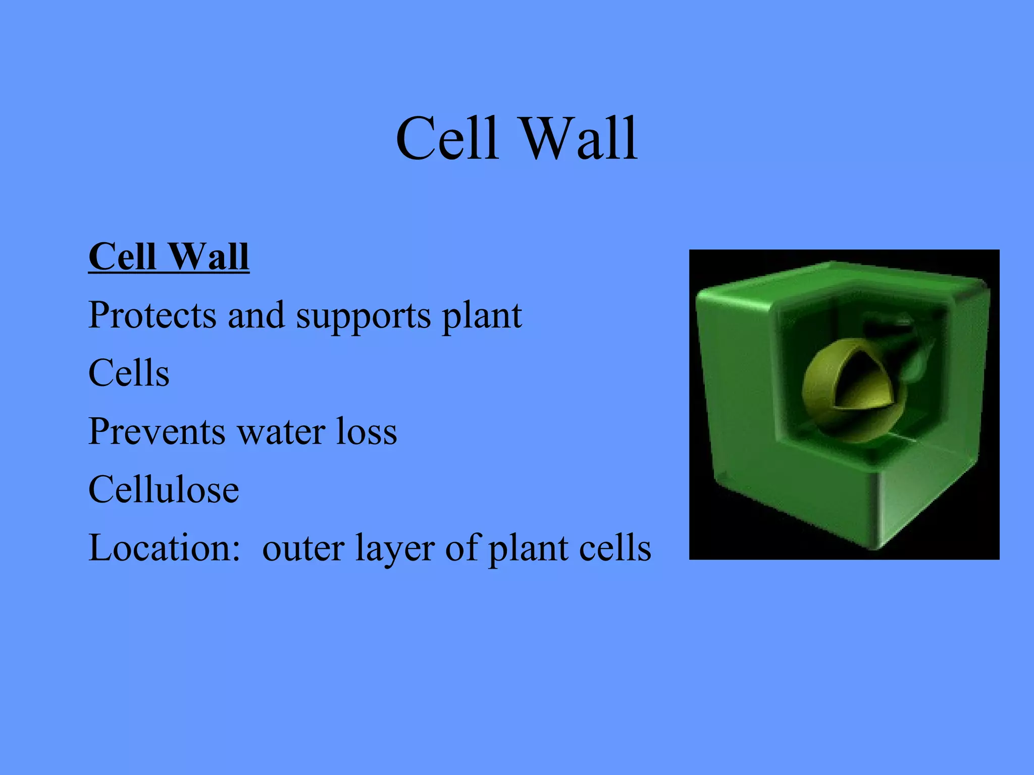 Cell Wall
Cell Wall
Protects and supports plant
Cells
Prevents water loss
Cellulose
Location: outer layer of plant cells
 