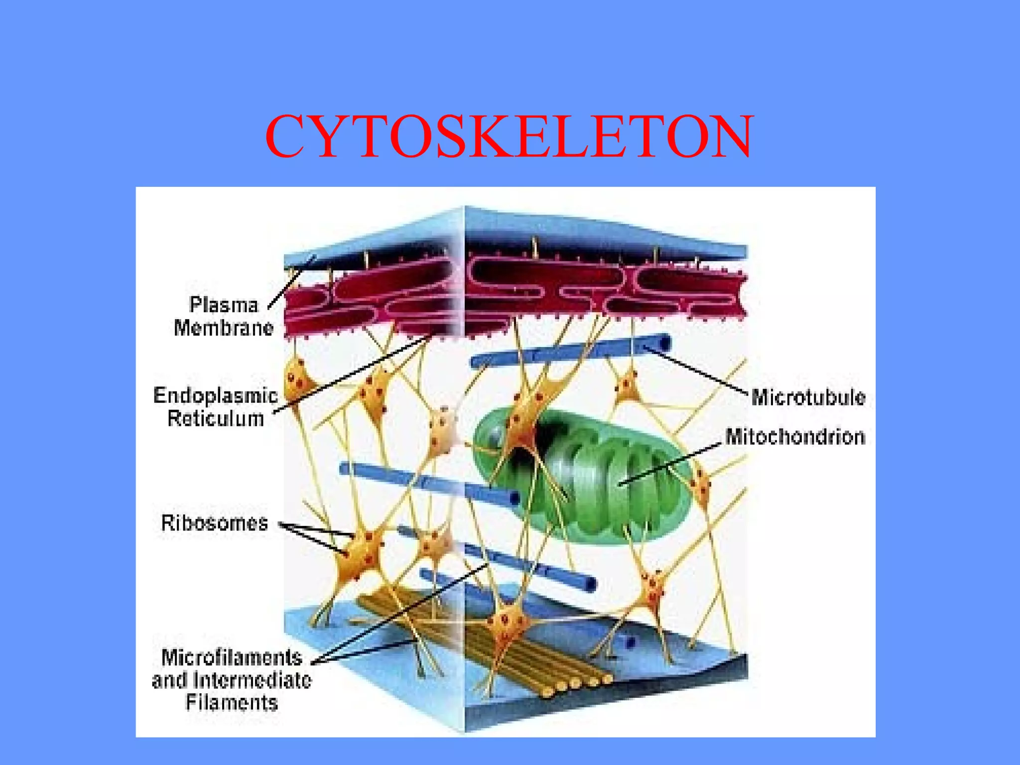 CYTOSKELETON
 