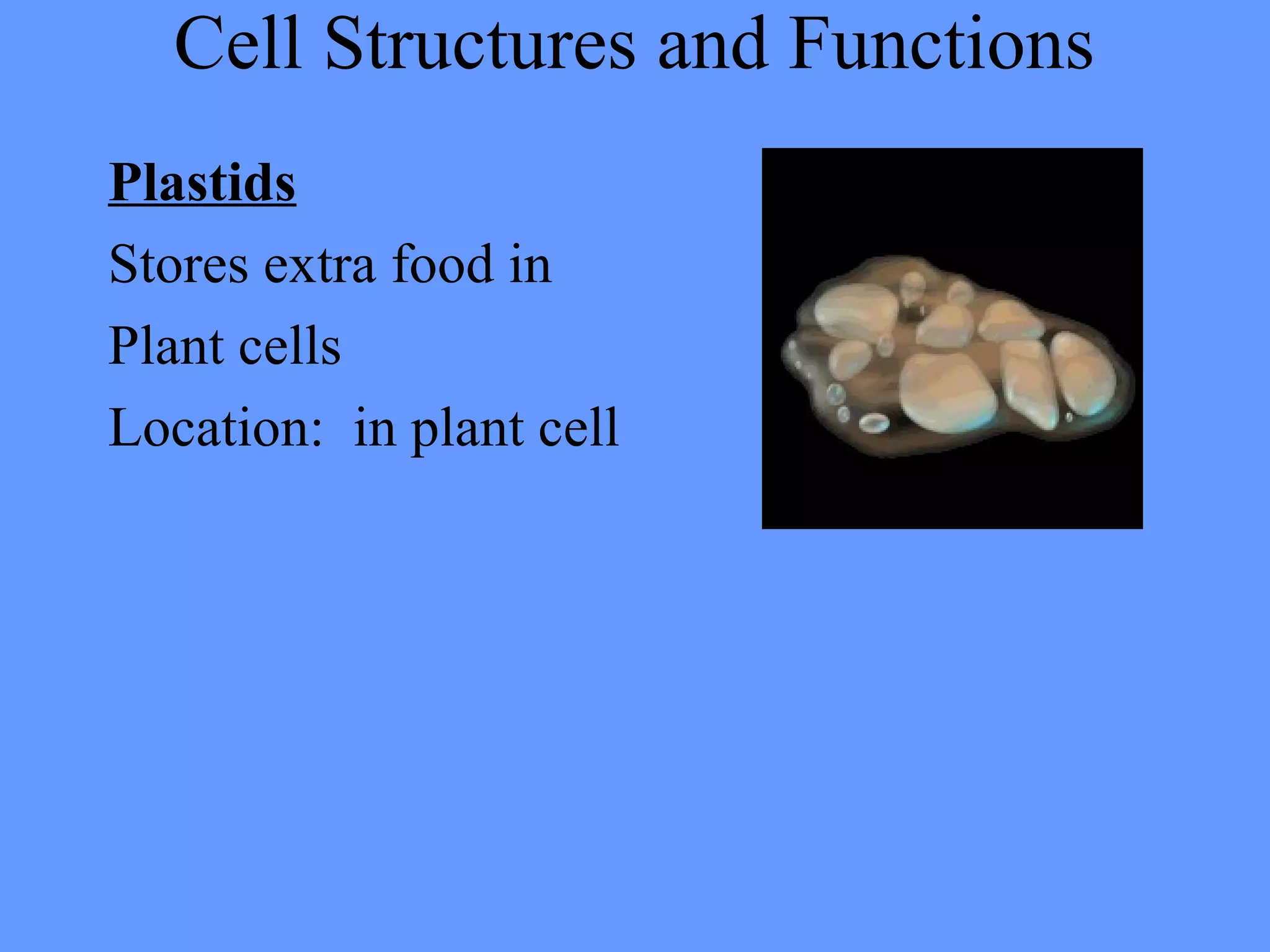 Cell Structures and Functions
Plastids
Stores extra food in
Plant cells
Location: in plant cell
 