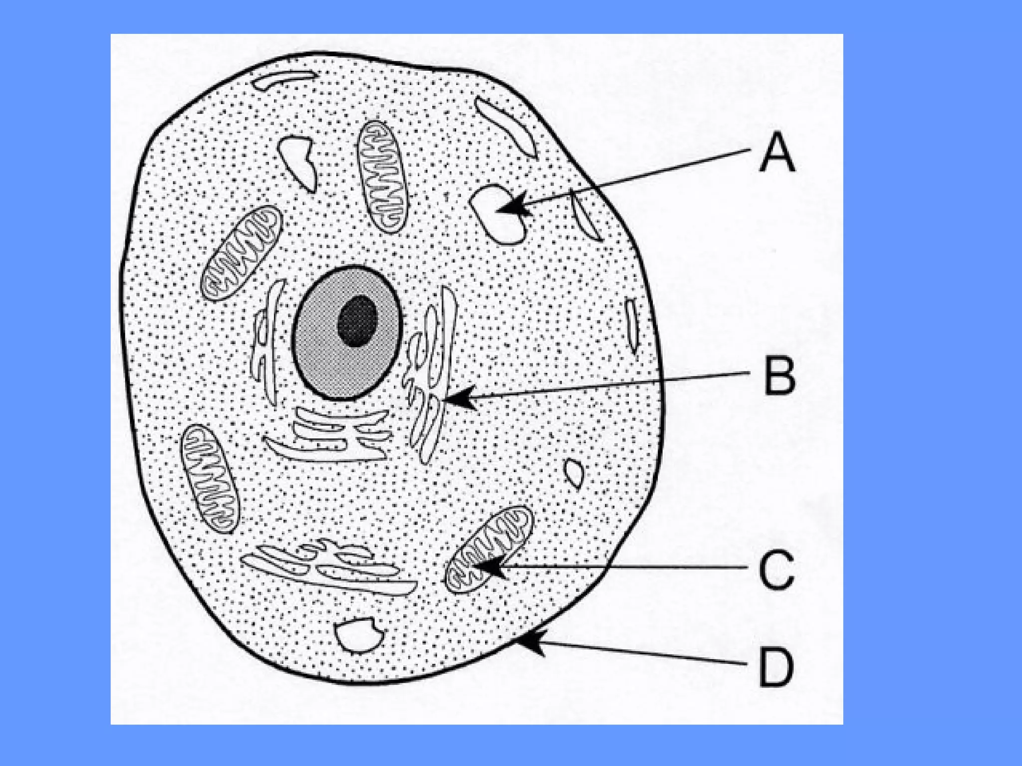 Cell Functions 