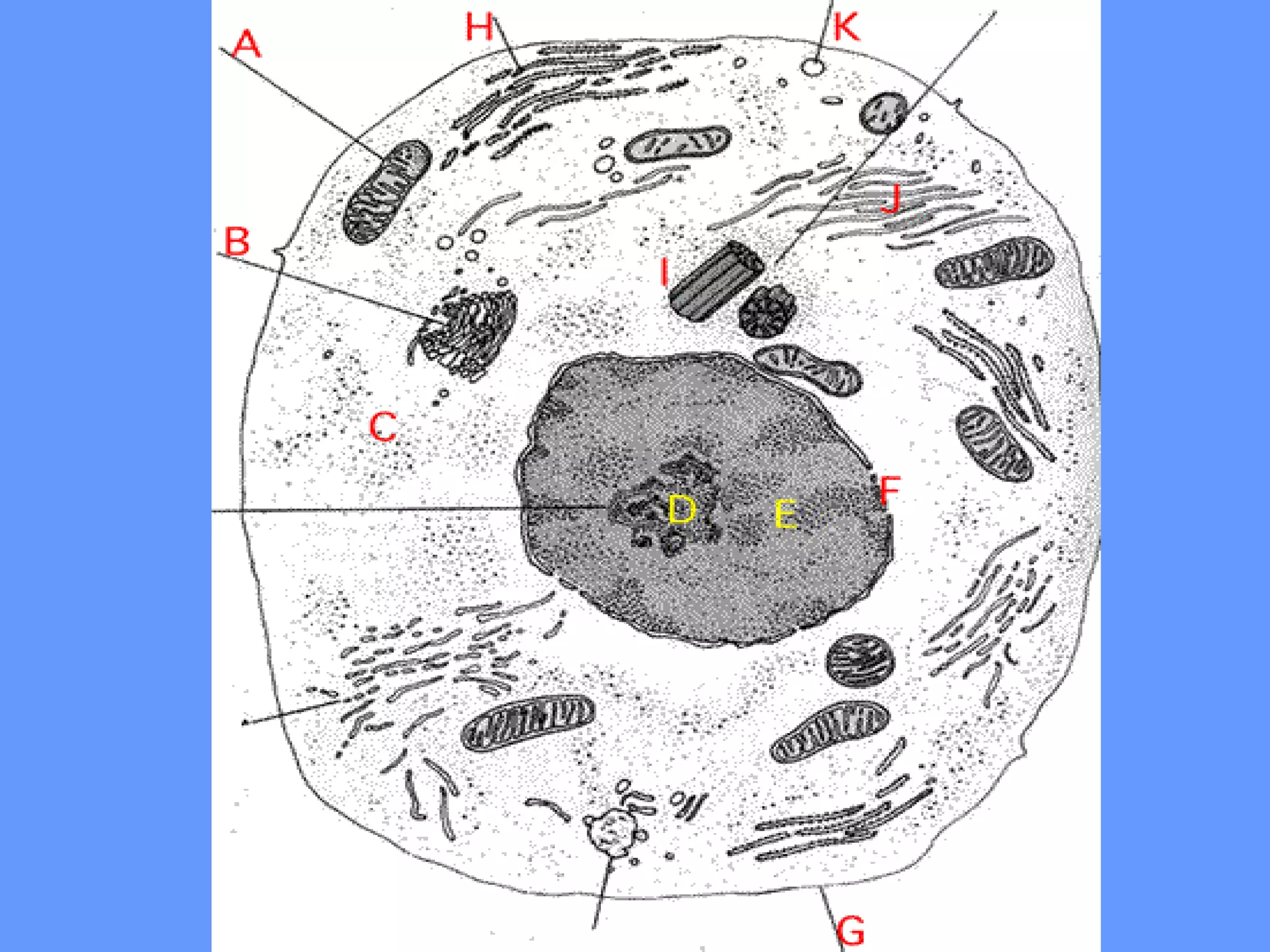 Cell Functions 