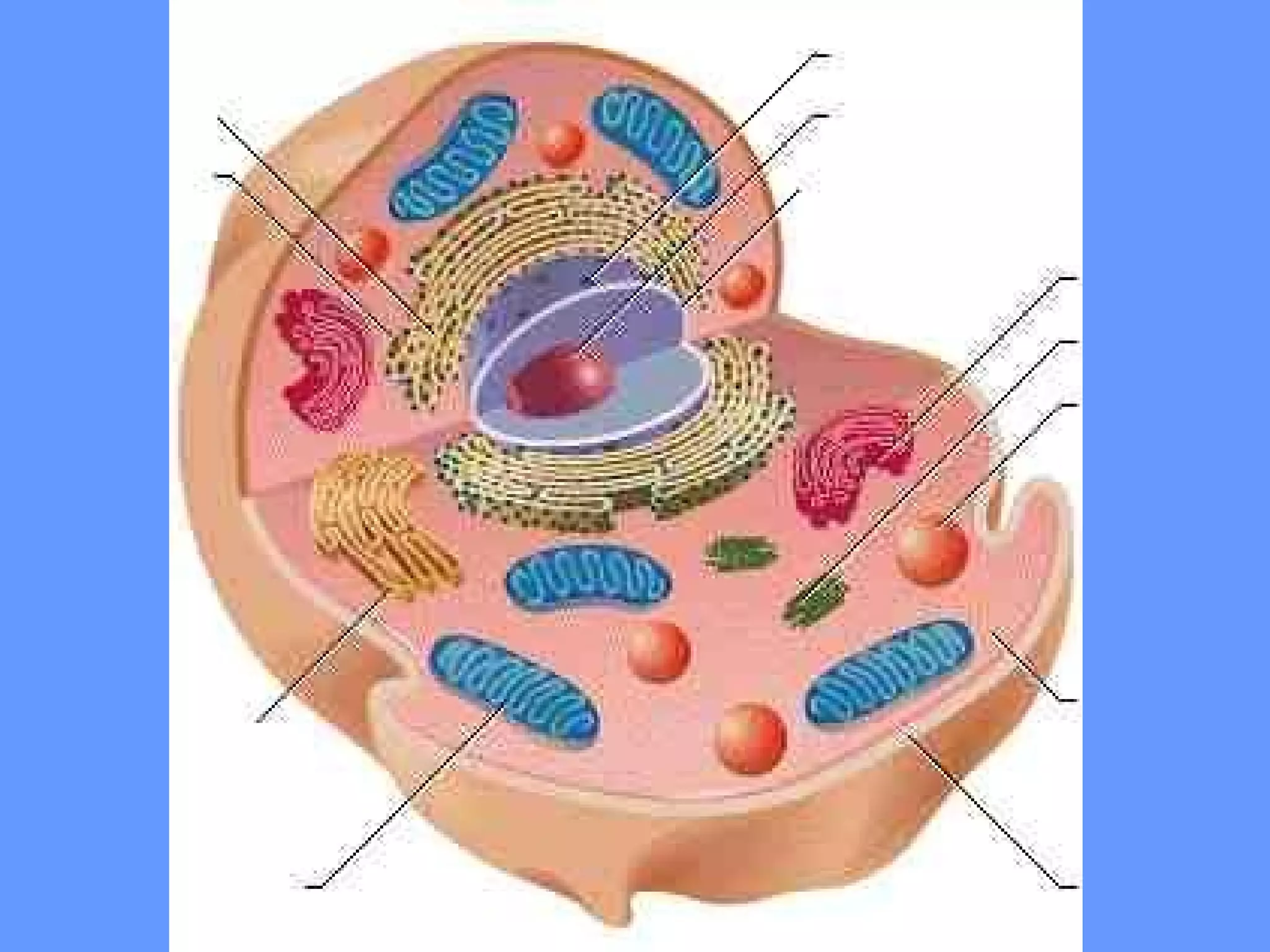 Cell Functions 