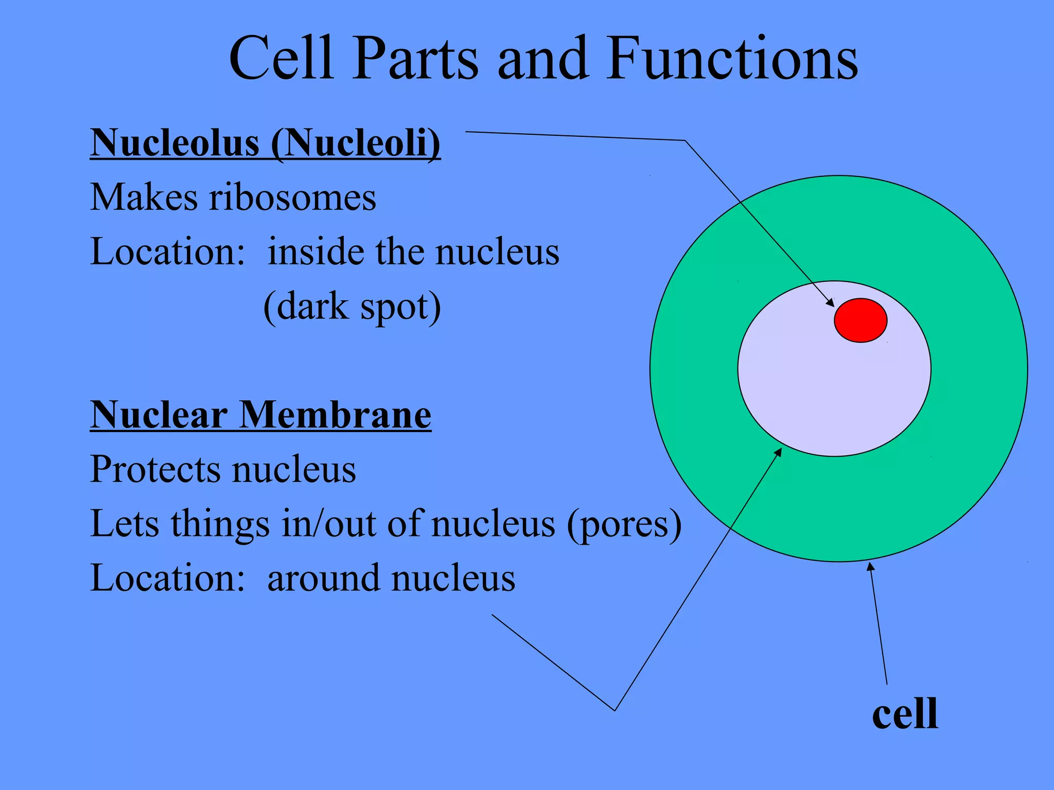 Cell Parts and Functions
Nucleolus (Nucleoli)
Makes ribosomes
Location: inside the nucleus
(dark spot)
Nuclear Membrane
Protects nucleus
Lets things in/out of nucleus (pores)
Location: around nucleus
cell
 