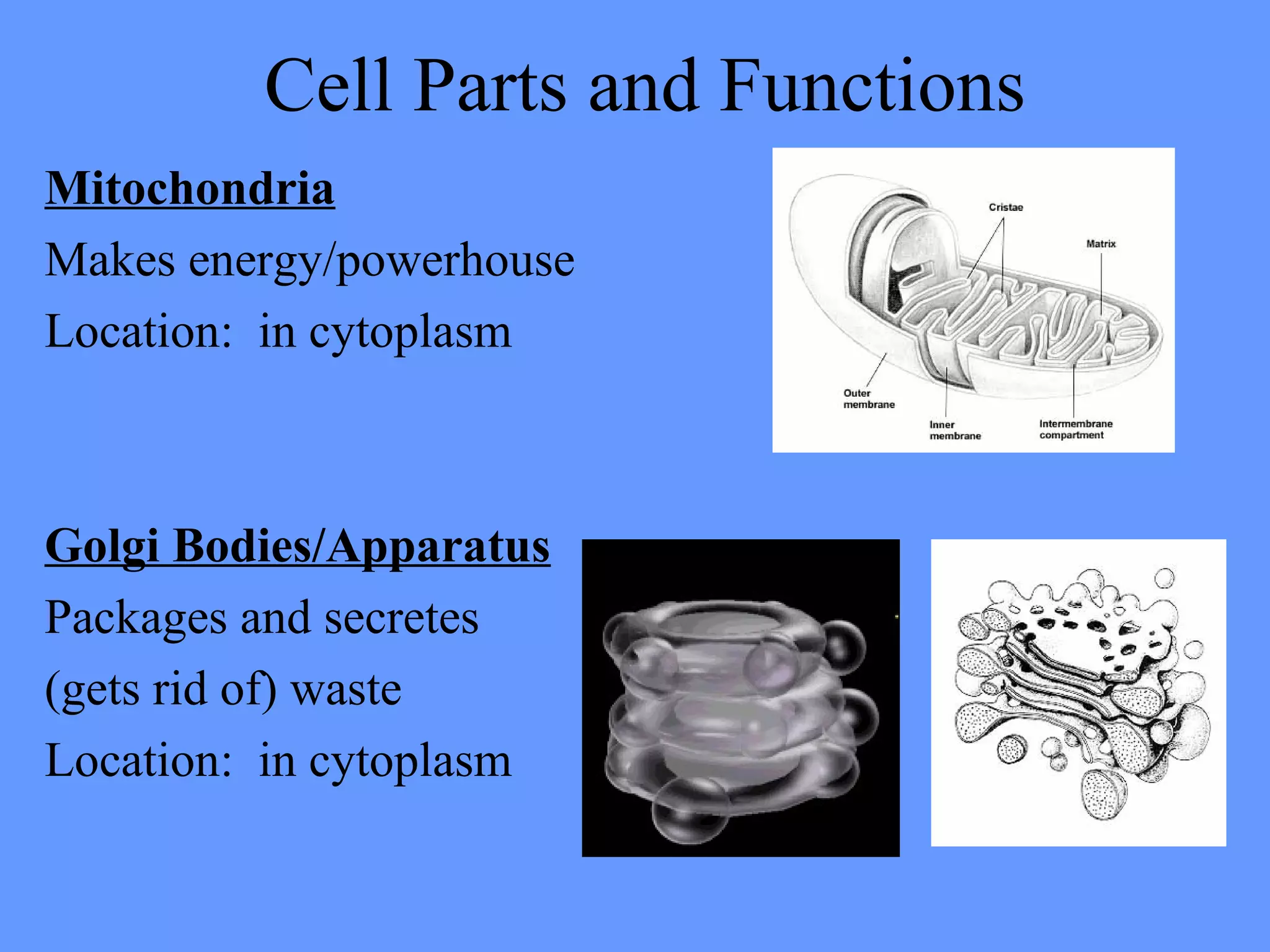 Cell Parts and Functions
Mitochondria
Makes energy/powerhouse
Location: in cytoplasm
Golgi Bodies/Apparatus
Packages and secretes
(gets rid of) waste
Location: in cytoplasm
 