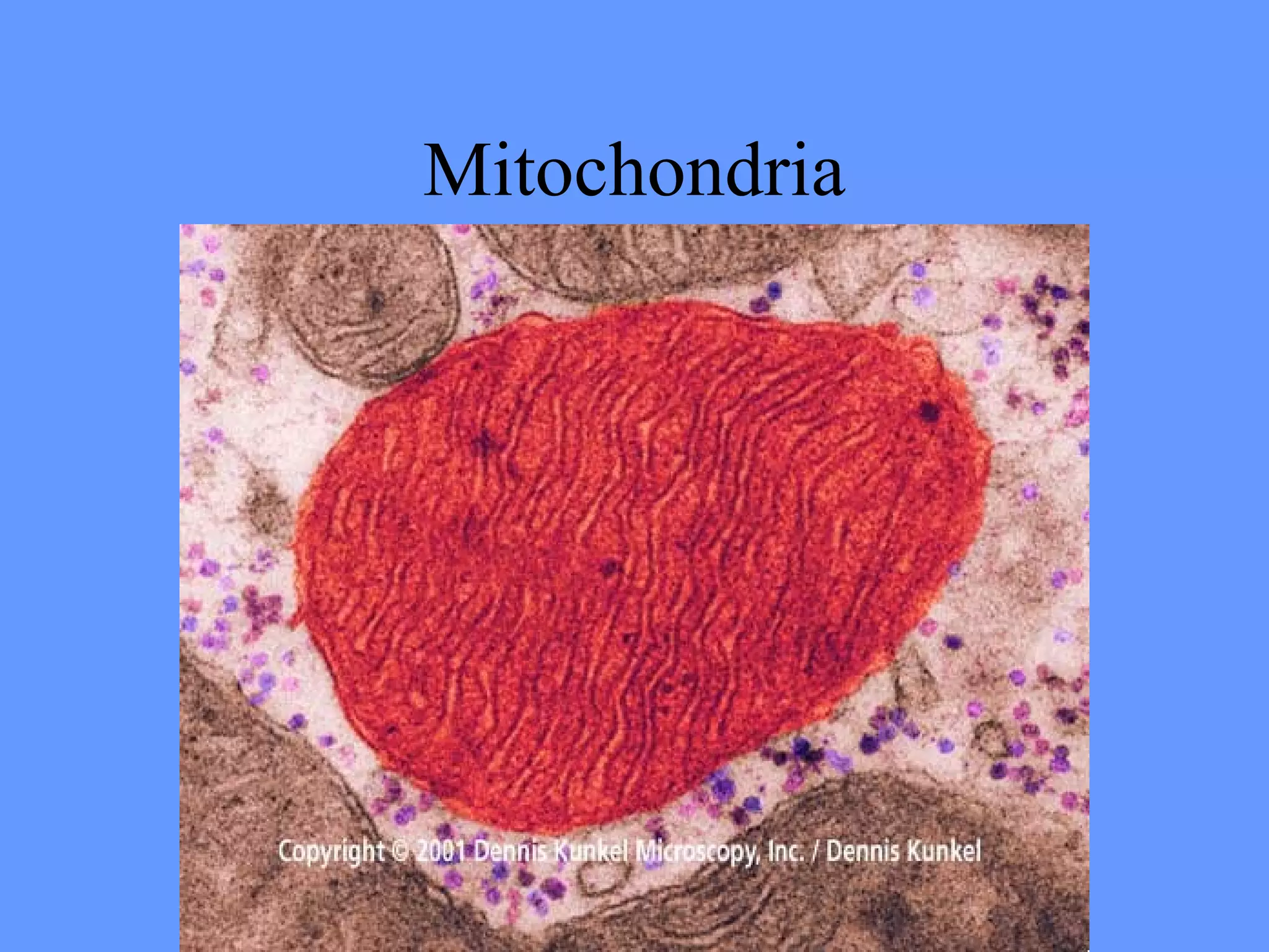 Mitochondria
 