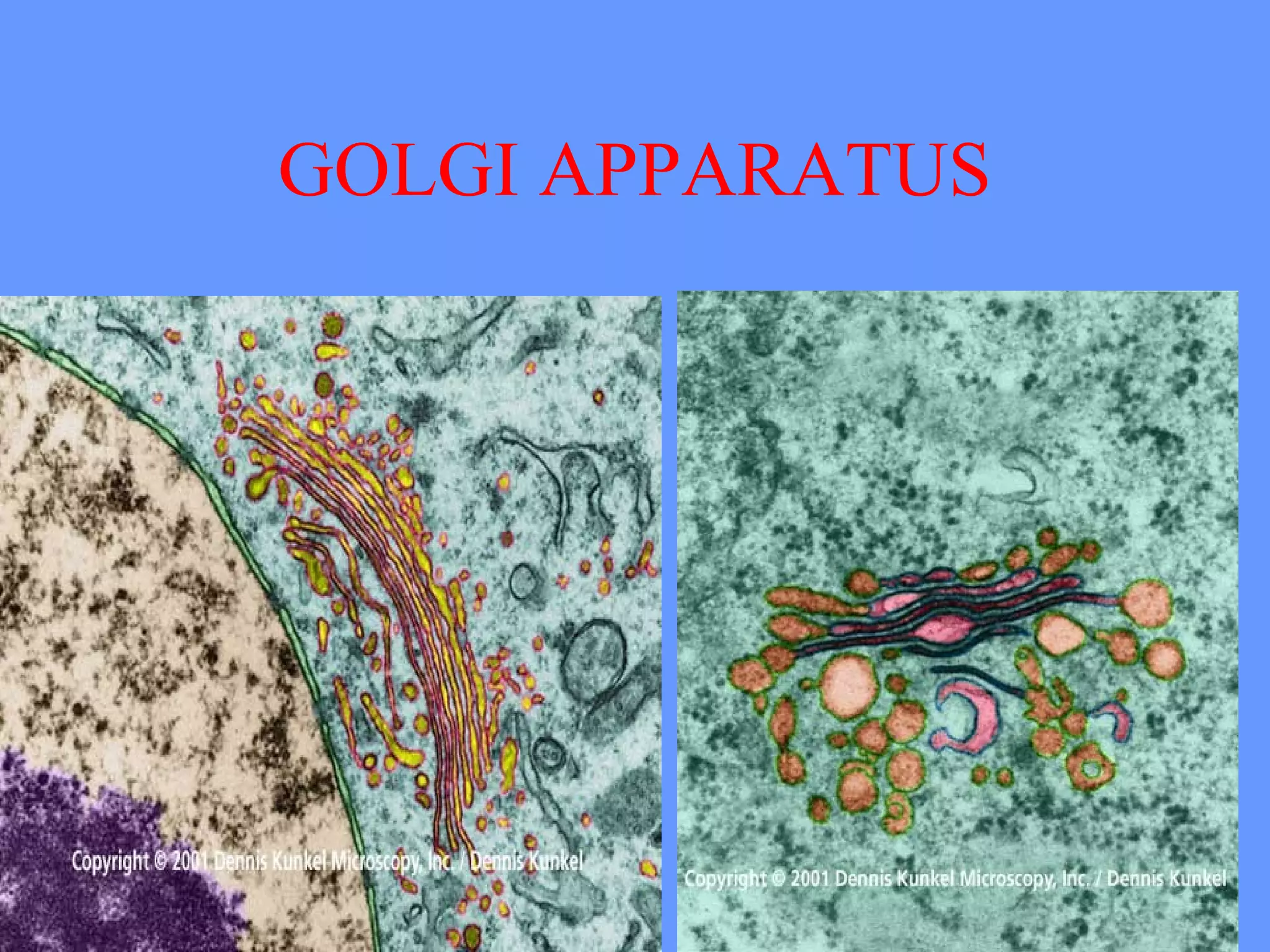GOLGI APPARATUS
 