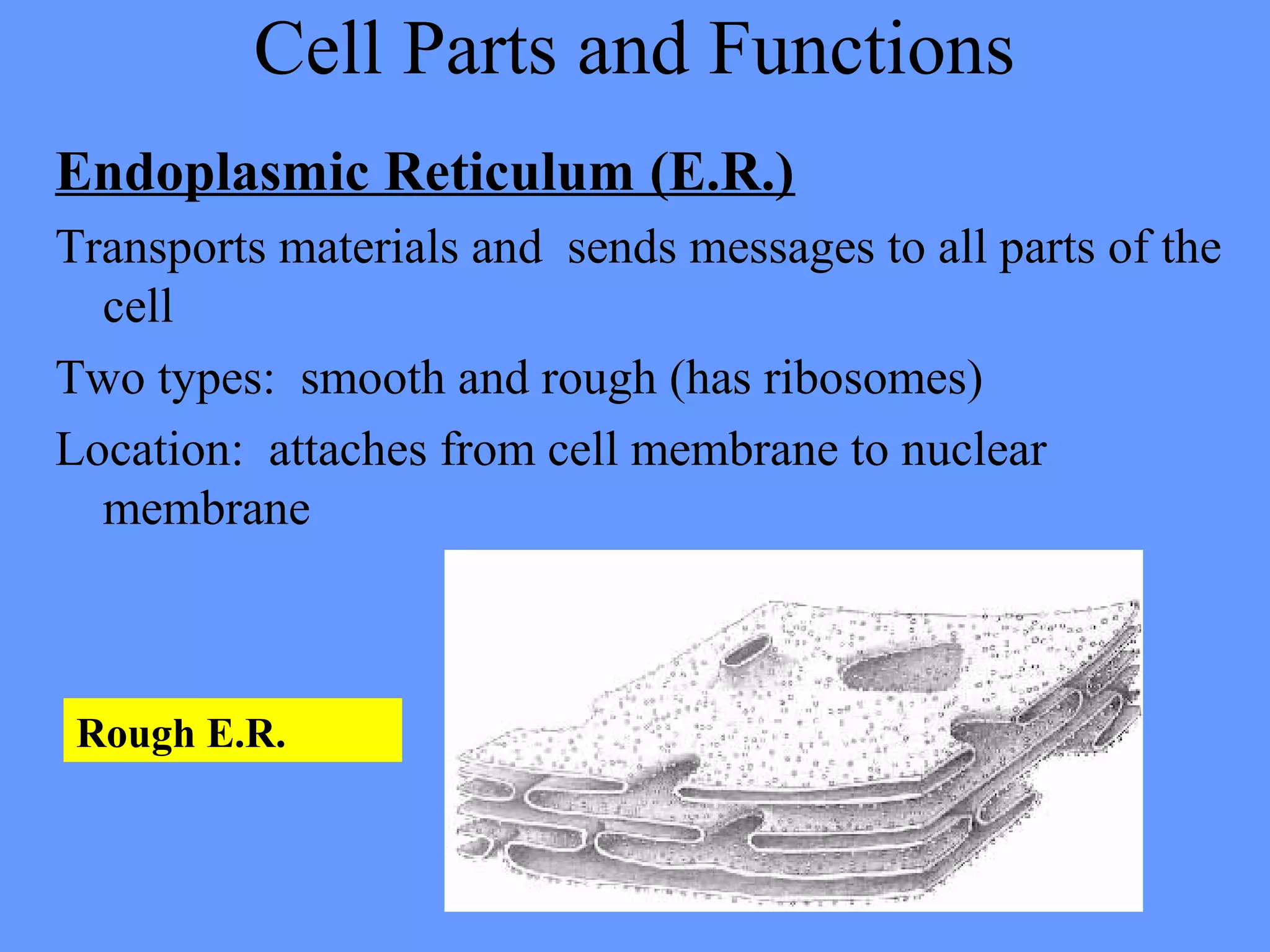 Cell Parts and Functions
Endoplasmic Reticulum (E.R.)
Transports materials and sends messages to all parts of the
cell
Two types: smooth and rough (has ribosomes)
Location: attaches from cell membrane to nuclear
membrane
Rough E.R.
 