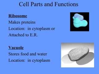 Cell Parts and Functions
Ribosome
Makes proteins
Location: in cytoplasm or
Attached to E.R.
Vacuole
Stores food and water
Location: in cytoplasm
 