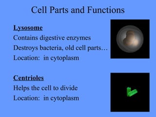 Cell Parts and Functions
Lysosome
Contains digestive enzymes
Destroys bacteria, old cell parts…
Location: in cytoplasm
Centrioles
Helps the cell to divide
Location: in cytoplasm
 