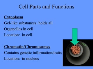 Cell Parts and Functions
Cytoplasm
Gel-like substances, holds all
Organelles in cell
Location: in cell
Chromatin/Chromosomes
Contains genetic information/traits
Location: in nucleus
 