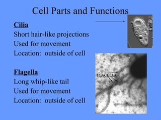 Cell Parts and Functions
Cilia
Short hair-like projections
Used for movement
Location: outside of cell
Flagella
Long whip-like tail
Used for movement
Location: outside of cell
 