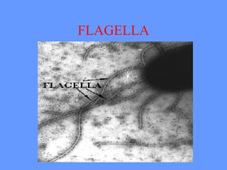 FLAGELLA
 