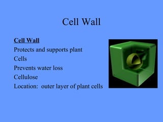 Cell Wall
Cell Wall
Protects and supports plant
Cells
Prevents water loss
Cellulose
Location: outer layer of plant cells
 