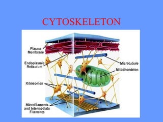 CYTOSKELETON
 