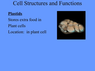 Cell Structures and Functions
Plastids
Stores extra food in
Plant cells
Location: in plant cell
 