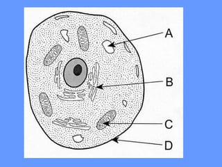 Cell Functions 