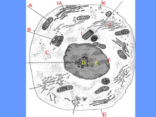Cell Functions 
