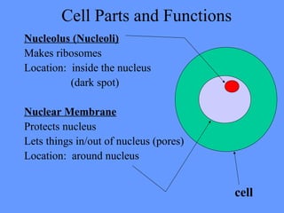 Cell Parts and Functions
Nucleolus (Nucleoli)
Makes ribosomes
Location: inside the nucleus
(dark spot)
Nuclear Membrane
Protects nucleus
Lets things in/out of nucleus (pores)
Location: around nucleus
cell
 