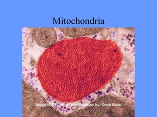 Mitochondria
 