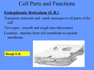 Cell Parts and Functions
Endoplasmic Reticulum (E.R.)
Transports materials and sends messages to all parts of the
cell
Two types: smooth and rough (has ribosomes)
Location: attaches from cell membrane to nuclear
membrane
Rough E.R.
 