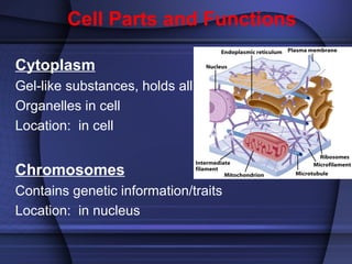 Cell Parts and Functions 
Cytop lasm 
Gel-like substances, holds all 
Organelles in cell 
Location: in cell 
Chromosomes 
Contains genetic information/traits 
Location: in nucleus 
 