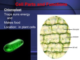Cell Parts and Functions 
Ch loroplast 
Traps suns energy 
and 
Makes food 
Location: in plant cells 
 