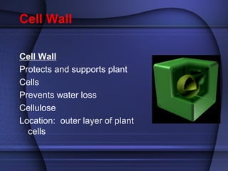 Cell Wall 
Cell Wall 
Protects and supports plant 
Cells 
Prevents water loss 
Cellulose 
Location: outer layer of plant 
cells 
 