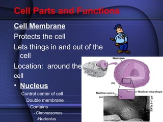 Cell Parts and Functions 
Cell Membrane 
Protects the cell 
Lets things in and out of the 
cell 
Location: around the 
cell 
• Nucleus 
Control center of cell 
Double membrane 
Contains 
- Chromosomes 
-Nucleolus 
 
