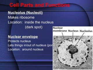 Cell Parts and Functions 
Nucleolus (Nucleoli) 
Makes ribosome 
Location: inside the nucleus 
(dark spot) 
Nuclear envelope 
Protects nucleus 
Lets things in/out of nucleus (pores) 
Location: around nucleus 
 