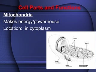 Cell Parts and Functions 
Mitochondria 
Makes energy/powerhouse 
Location: in cytoplasm 
 