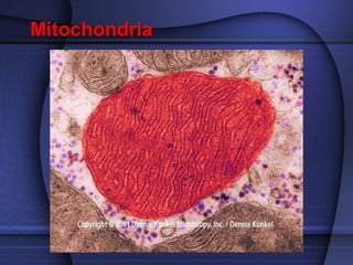 Mitochondria 
 