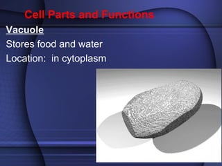 Cell Parts and Functions 
Vacuole 
Stores food and water 
Location: in cytoplasm 
 