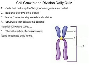 Cell Growth and Division Daily Quiz 1
1. Cells that make up the “body” of an organism are called…
2. Bacterial cell division is called…
3. Name 3 reasons why somatic cells divide.
4. Structures that contain the genetic
material (DNA) are called…
5. The full number of chromosomes
found in somatic cells is the…
 