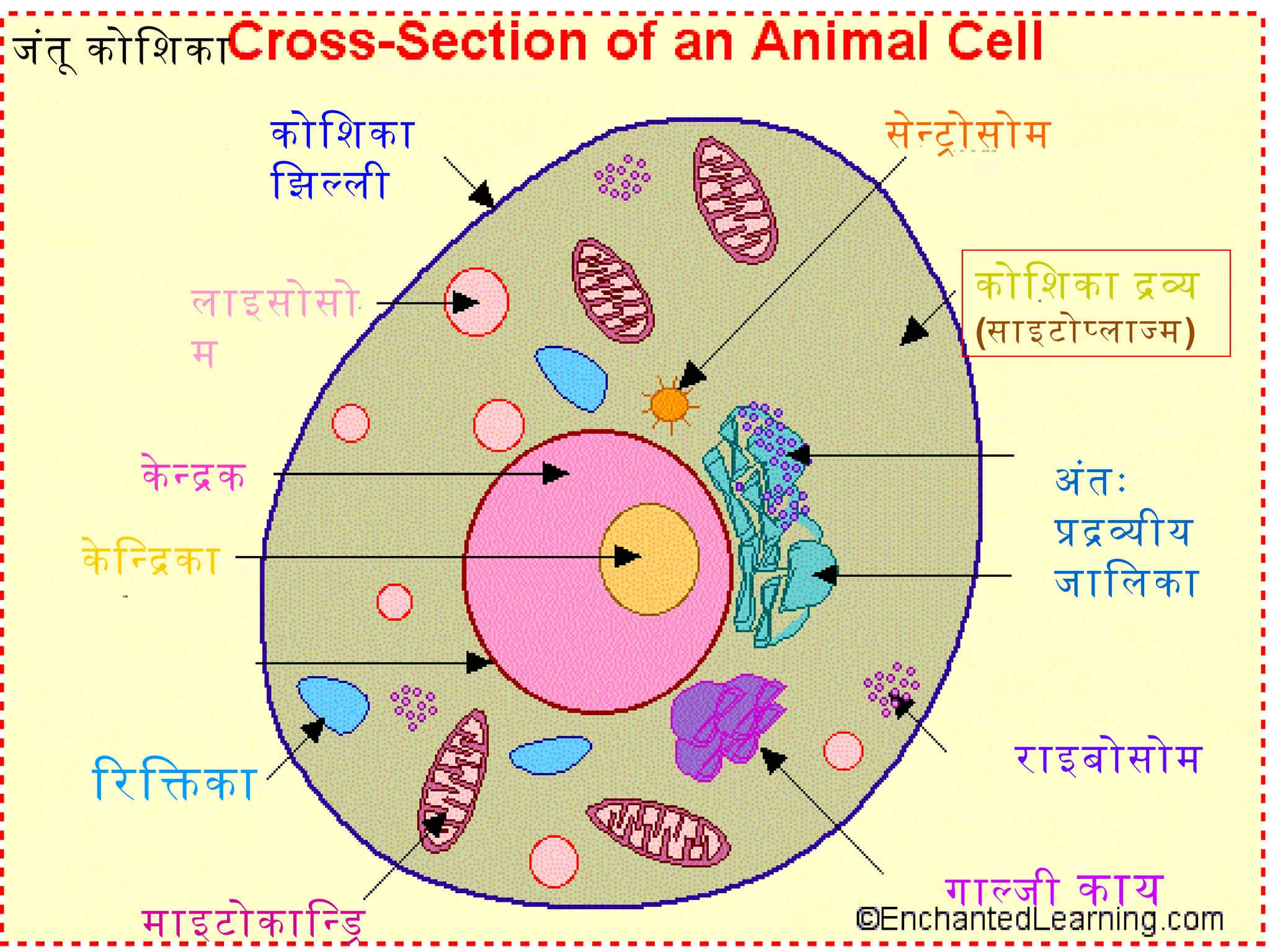 Cell hindi