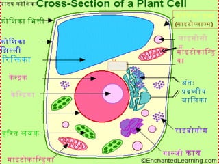 पादप कोिशका
कोिशका
िझलली
के नदक
कोिशका िभती
िरिकका
राइबोसोम
कोिशका दव
(साइटोपलाजम)
के िनदका
गालजी काय
अंतः
पदवीय
जािलका
हिरत लवक
माइटोकािनड
या
लाइसोसो
म
माइटोकािनडया
 