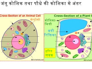 जंतु कोिशक तथा पौधे की कोिशका मे अंतर
हिरत
लवक
बडी
िरिकका
कोिशका
िभती
सेनटोसो
म
 