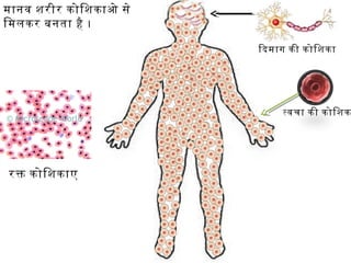 मानव शरीर कोिशकाओ से
िमलकर बनता है ।
तवचा की कोिशक
िदमाग की कोिशका
रक कोिशकाए
 