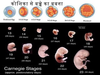 कोिशका से बचे का बबना
 