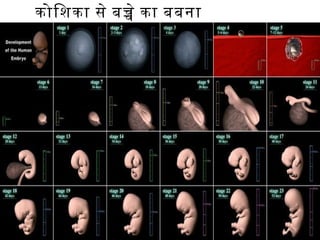 कोिशका से बचे का बबना
 