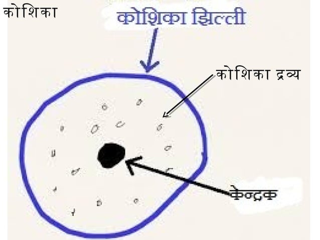 THE CELL THEORY MEANING IN HINDI visual data 6