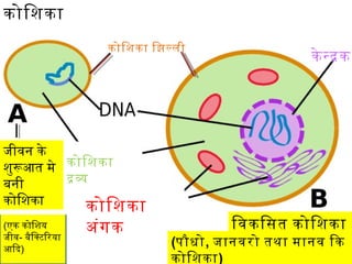कोिशका
कोिशका िझलली
कोिशका
दव
कोिशका
अंगक
के नदक
जीवन के
शुरआत मे
बनी
कोिशका
(एक कोिशय
जीव- बैिकटिरया
आिद)
िवकिसत कोिशका
(पौधो, जानवरो तथा मानव िक
कोिशका)
 