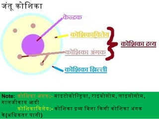 जंतू कोिशका
The cytosol is the "soup" within which all the
other cell organelles reside and where most of
the cellular metabolism occurs. Though mostly
water, the cytosol is full of proteins that
control cell metabolism including signal
transduction pathways, glycolysis, intracellular
receptors, and transcription factors.
Cytoplasm is a collective term for the cytosol
plus the organelles suspended within the
cytosol.
Note: कोिशका अंगक:- माइटोकोिनडया, राइबोसोम, लाइसोसोम,
गालजीकाय आदी
कोिशकािवलेय:- कोिशका दव िबना िकसी कोिशका अंगक
के (अिधकतर पानी)
 