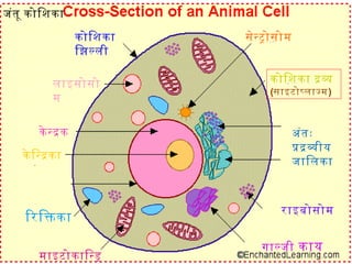 जंतू कोिशका
कोिशका
िझलली
लाइसोसो
म
के नदक
के िनदका
राइबोसोम
गालजी काय
माइटोकािनड
अंतः
पदवीय
जािलका
सेनटोसोम
िरिकका
कोिशका दव
(साइटोपलाजम)
 