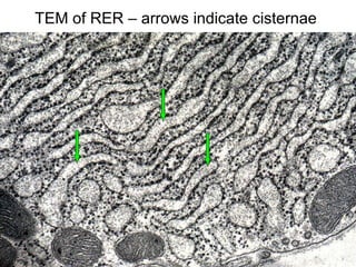 Cisterna Rer Cell histology | PPT
