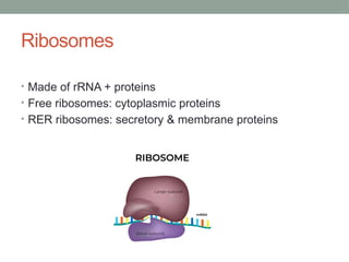 Secreted Ribosomes Cell histology presentation by Dr.Rumaisa PT | PPTX